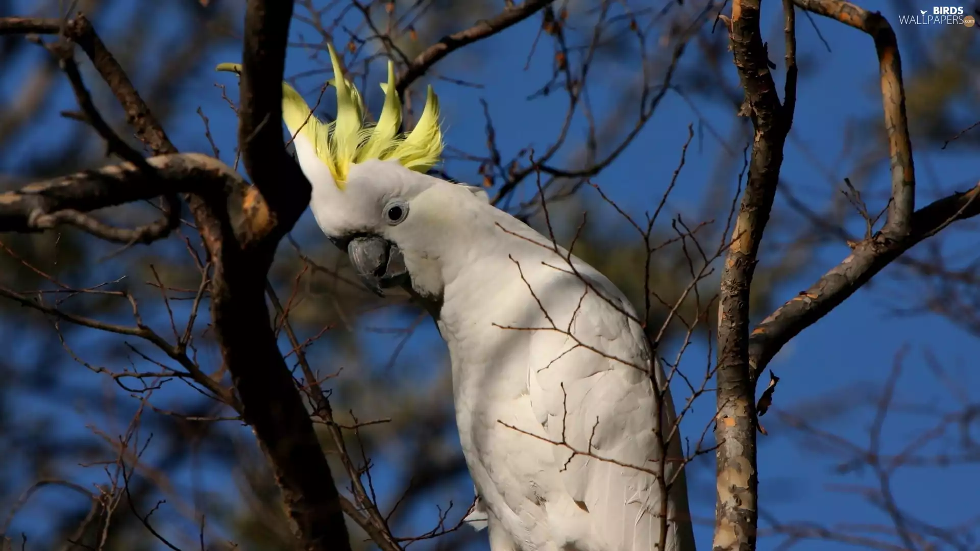 parrot, cockatoo