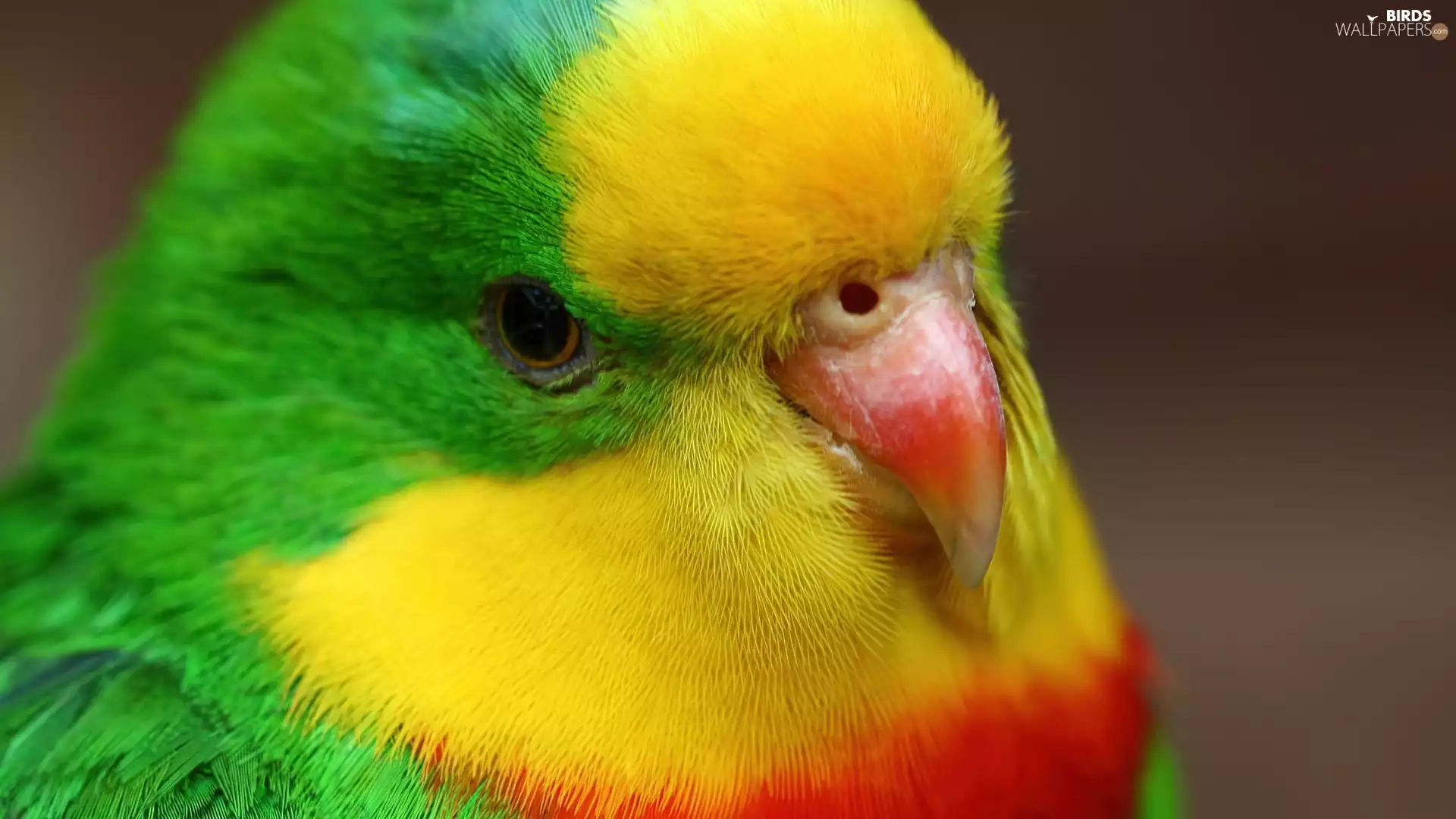 Coloured, nose, Eyes, parrot