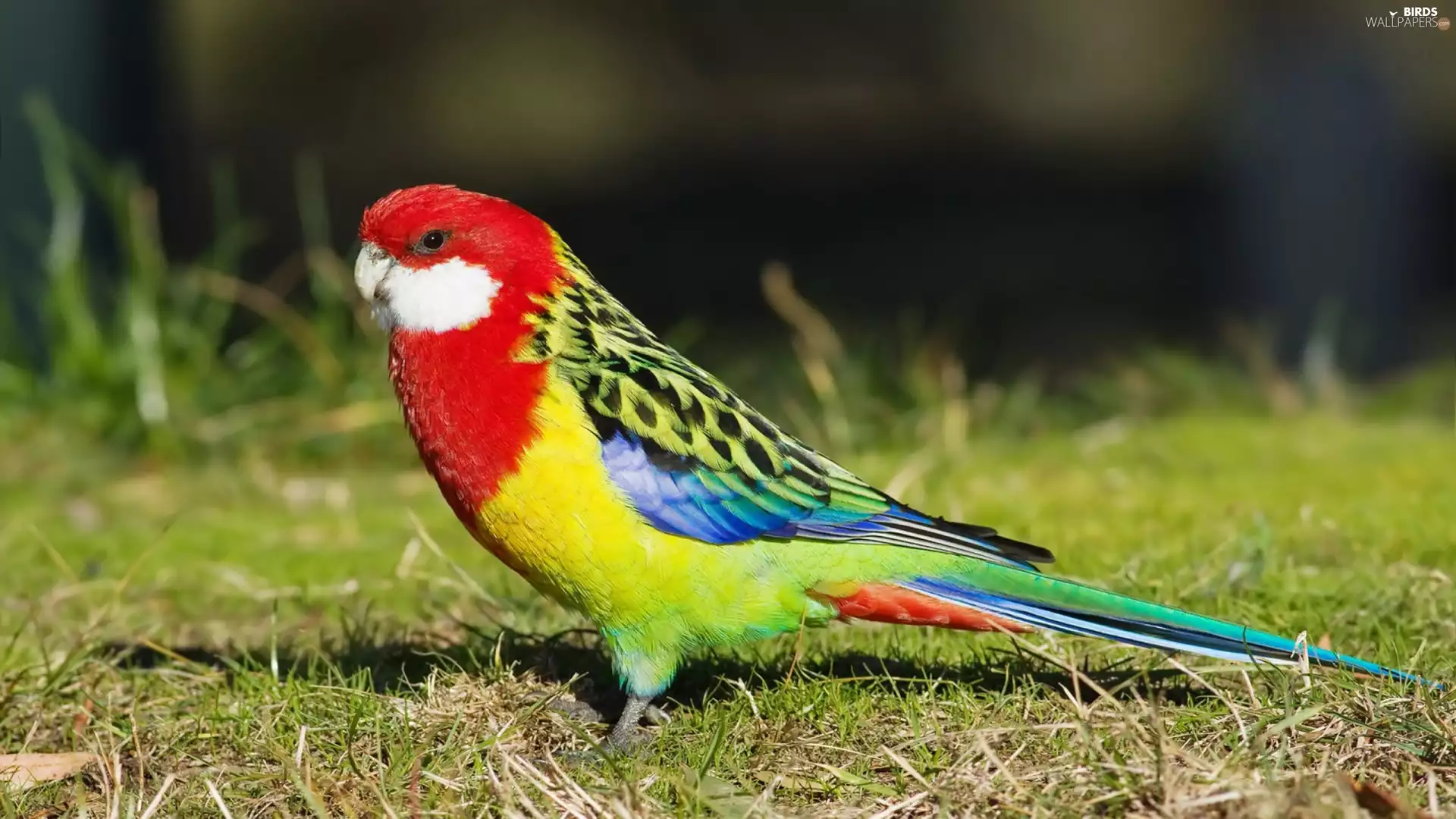 parrot, grass, Coloured