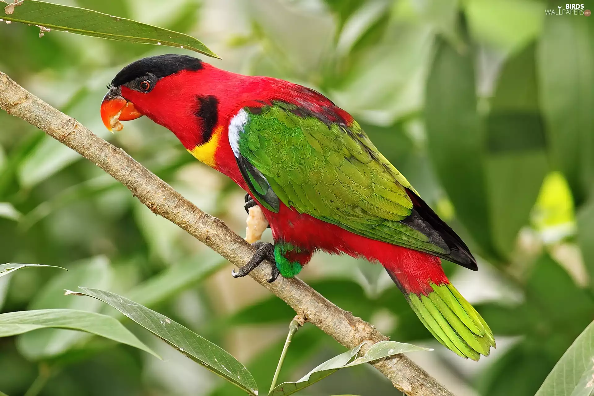 Coloured, twig, leaves, parrot