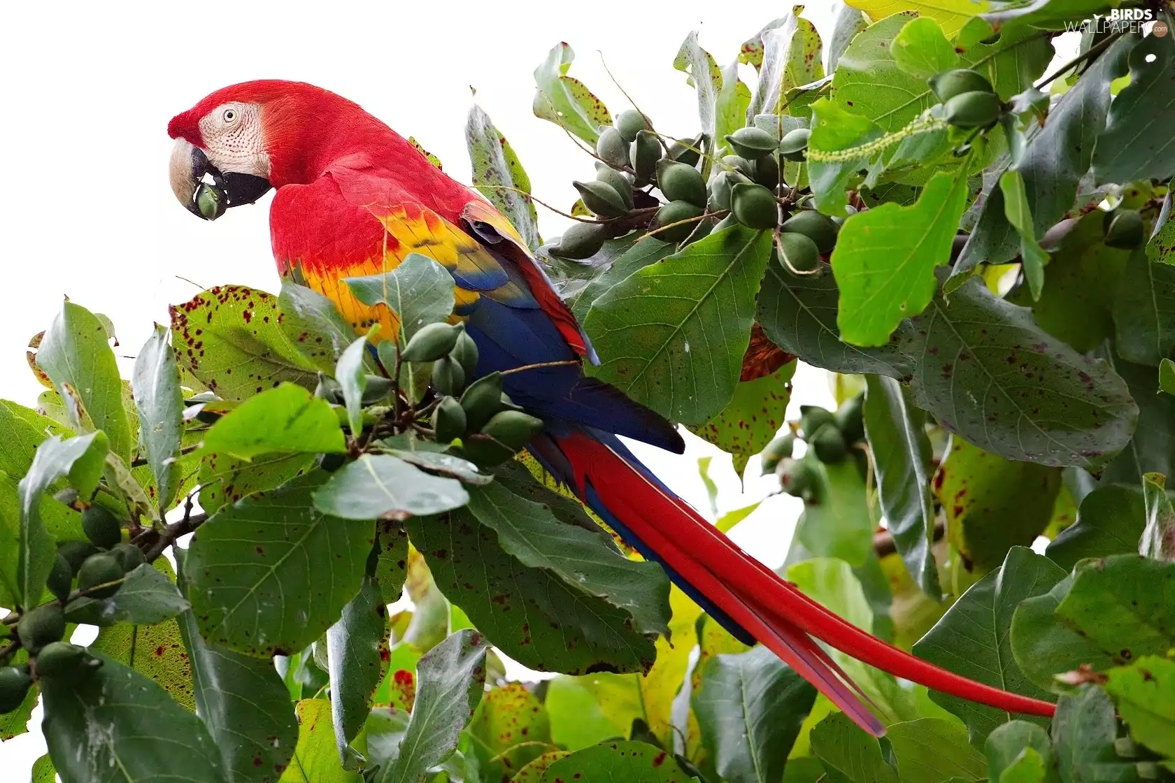 Coloured, ara, trees, parrot