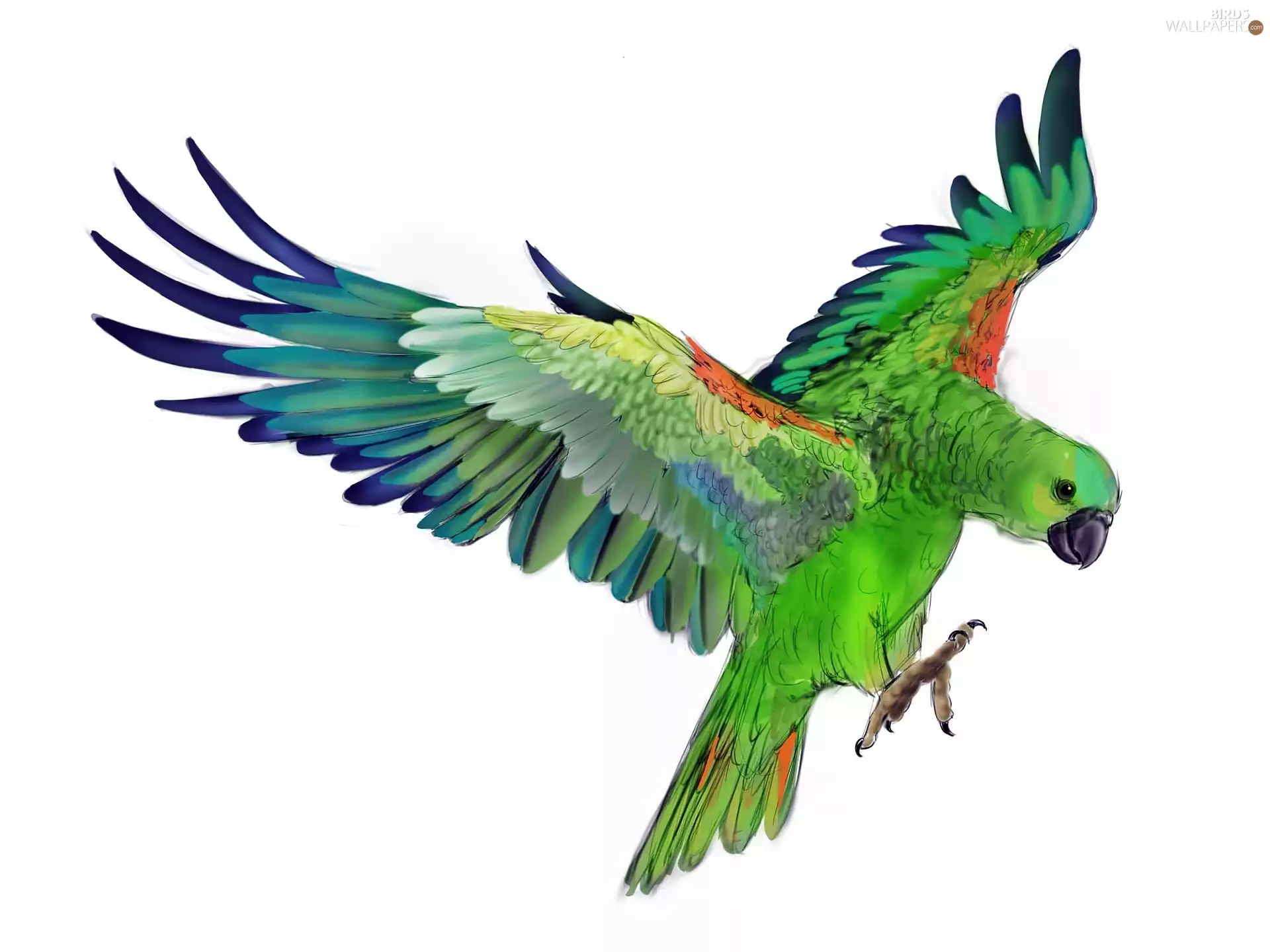 parrot, Drawing
