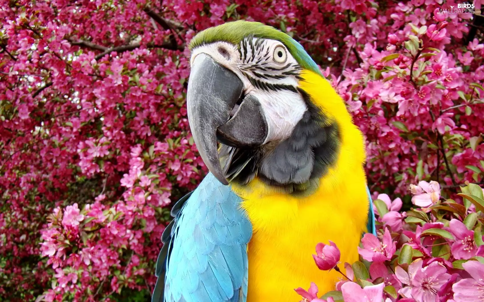 parrot, Flowers