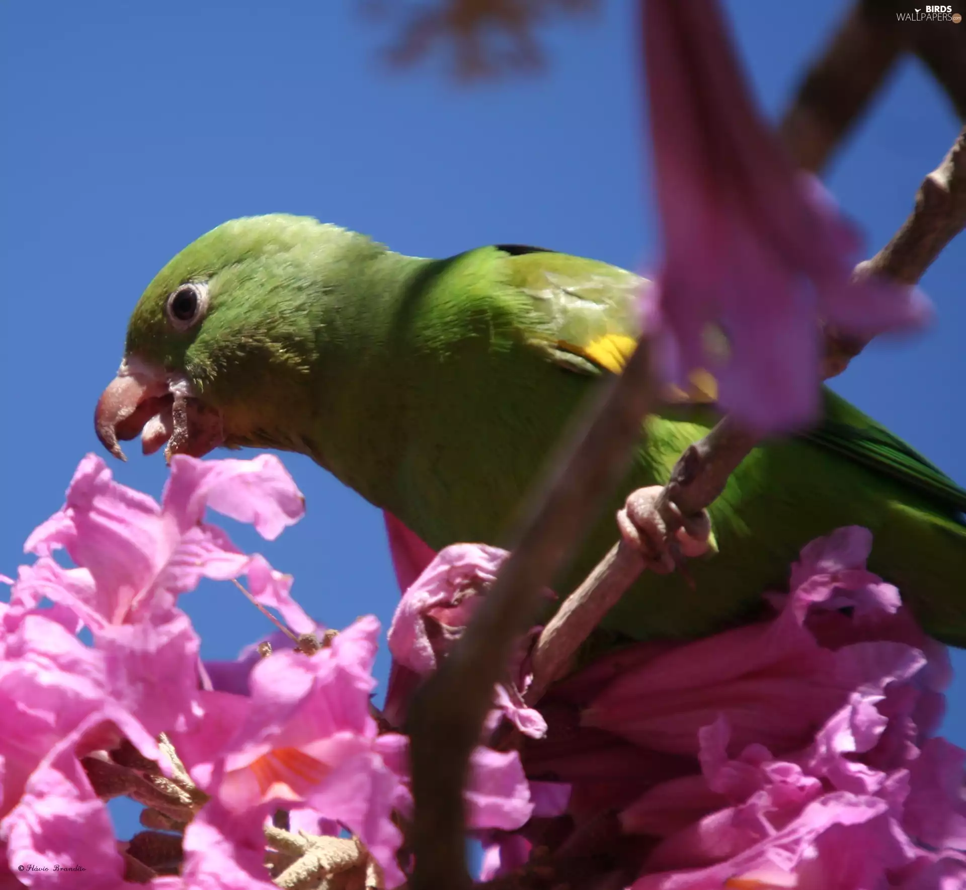 parrot, Flowers