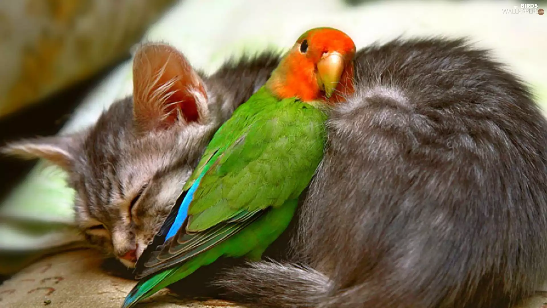 friends, cat, little parrot