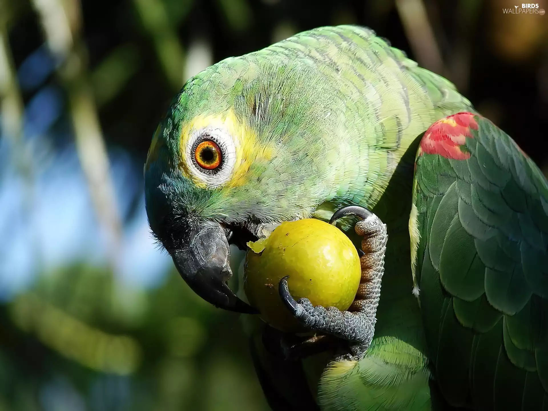 parrot, fruit