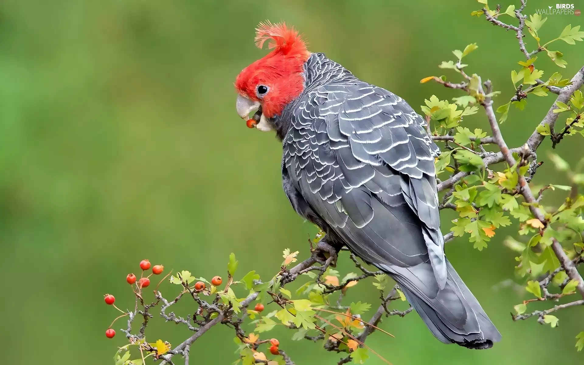 branch, parrot, Gang-gang Cockatoo