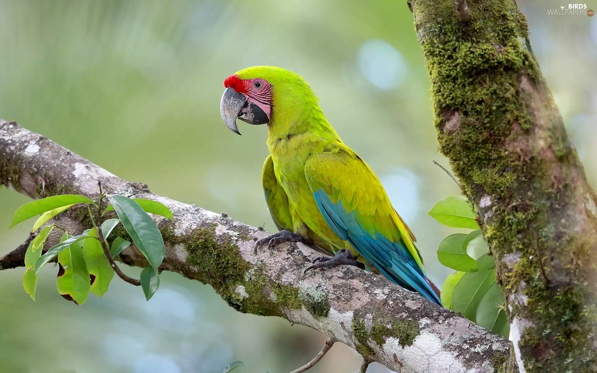 parrot, trees, Lod on the beach, Great green macaw