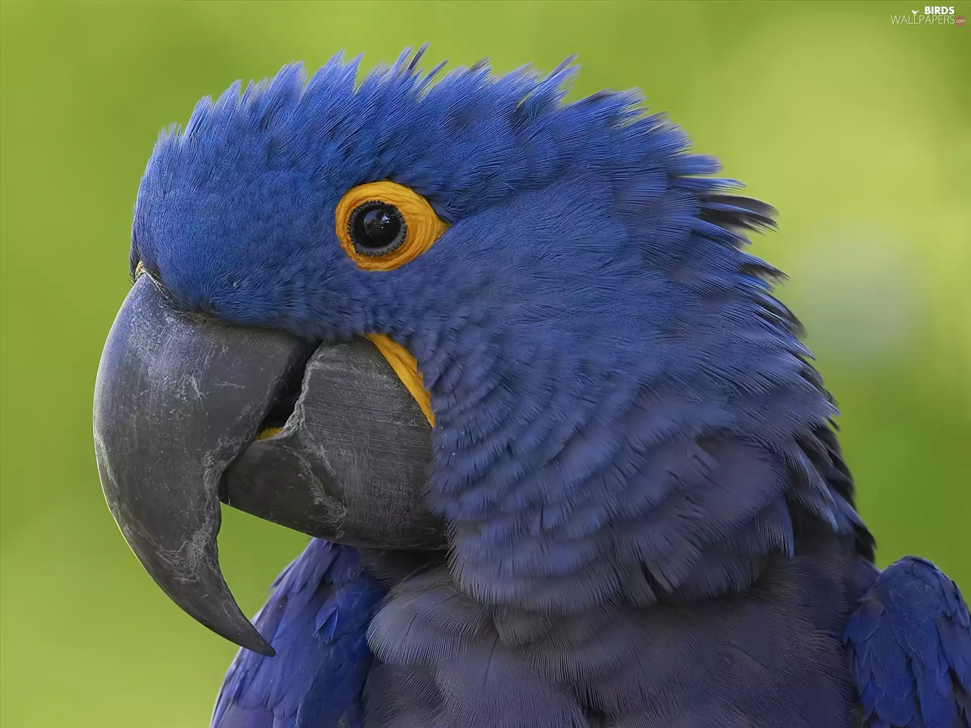 Hyacinth Macaw, Blue, parrot