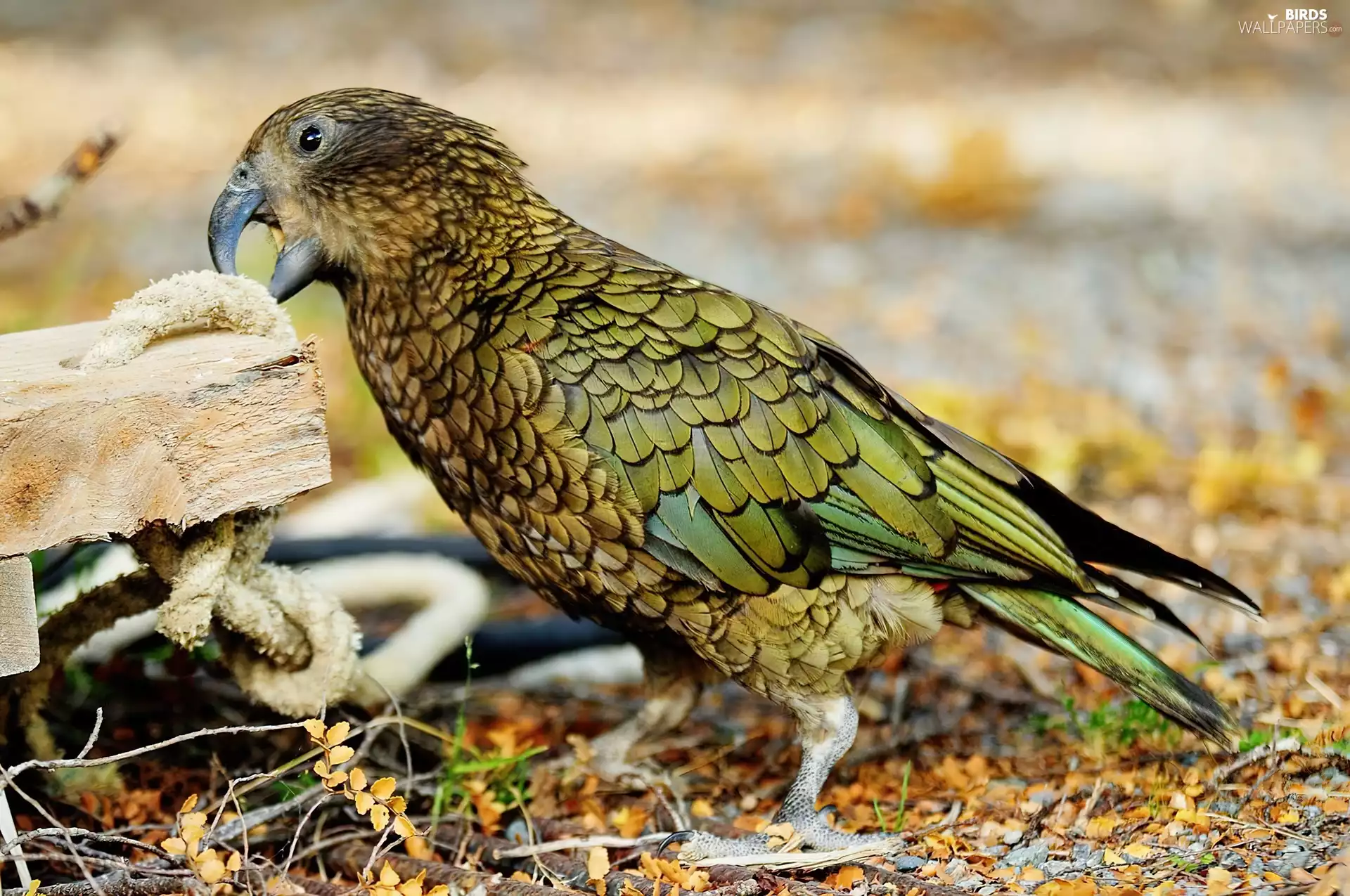 parrot, Kea