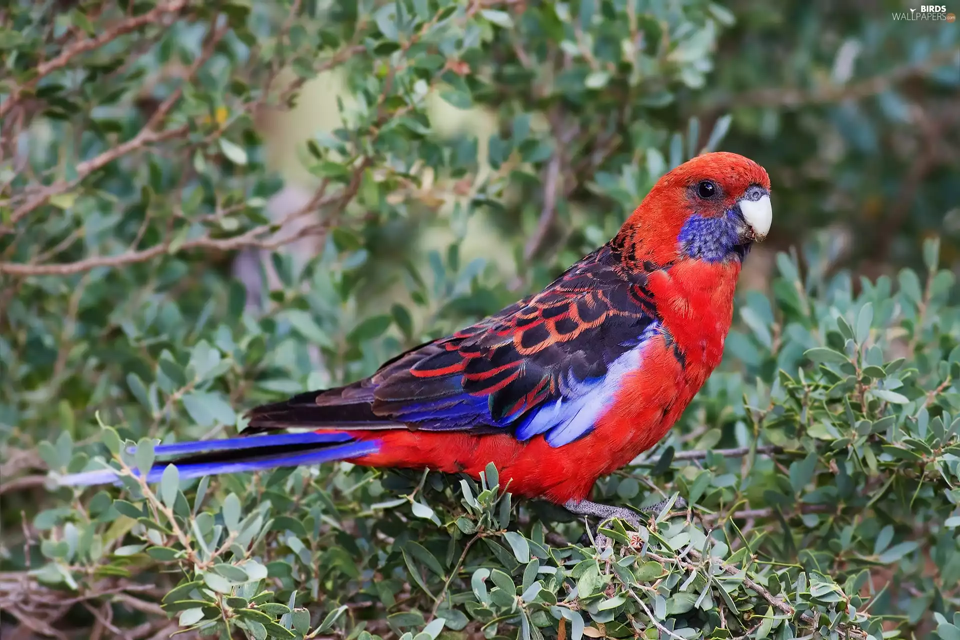 parrot, Rosella Kings