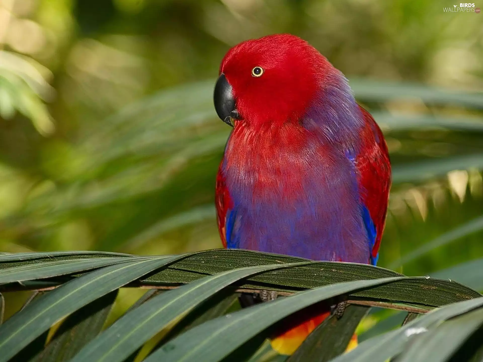 leaf, red hot, parrot
