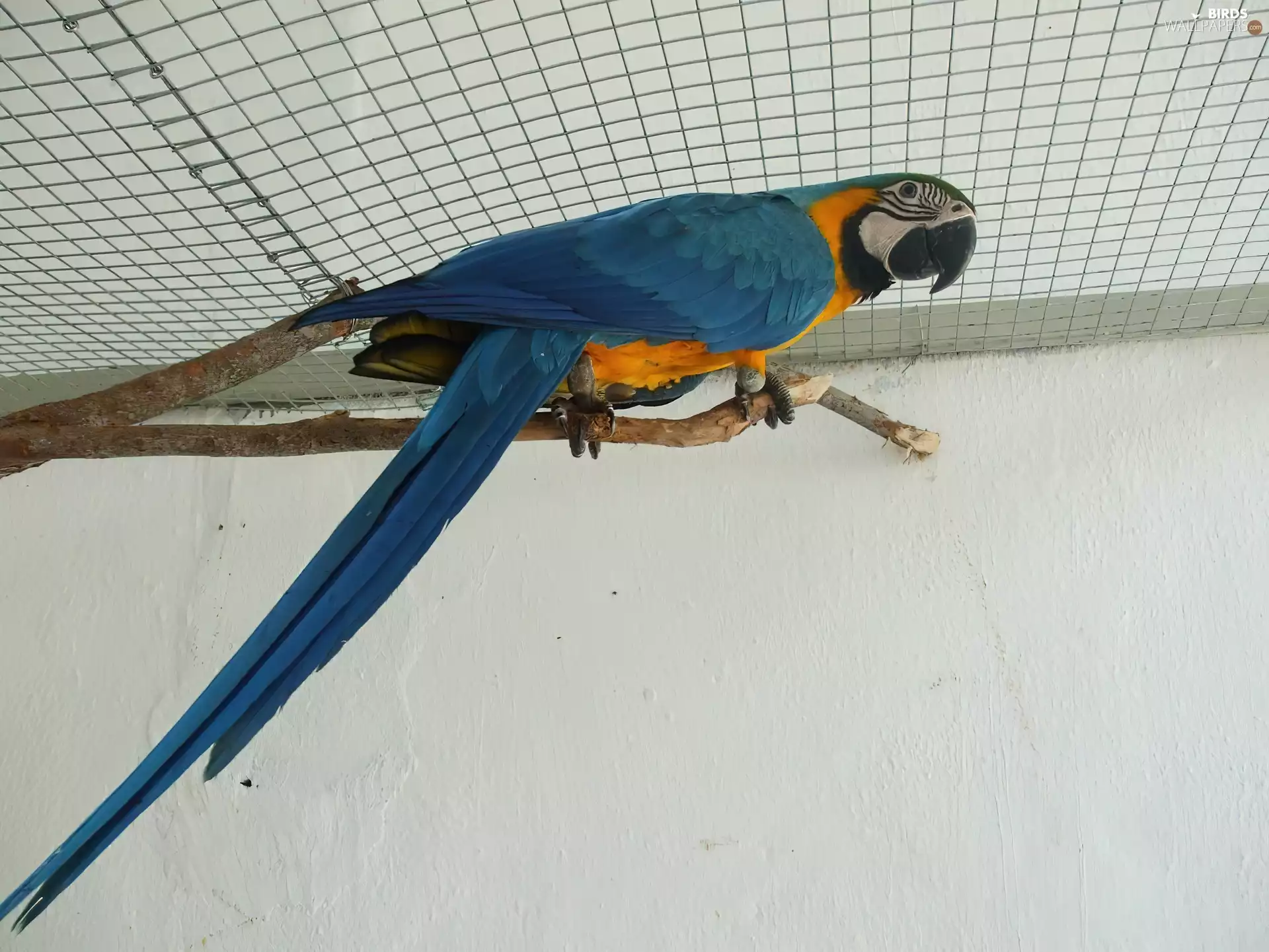 parrot, blue macaw