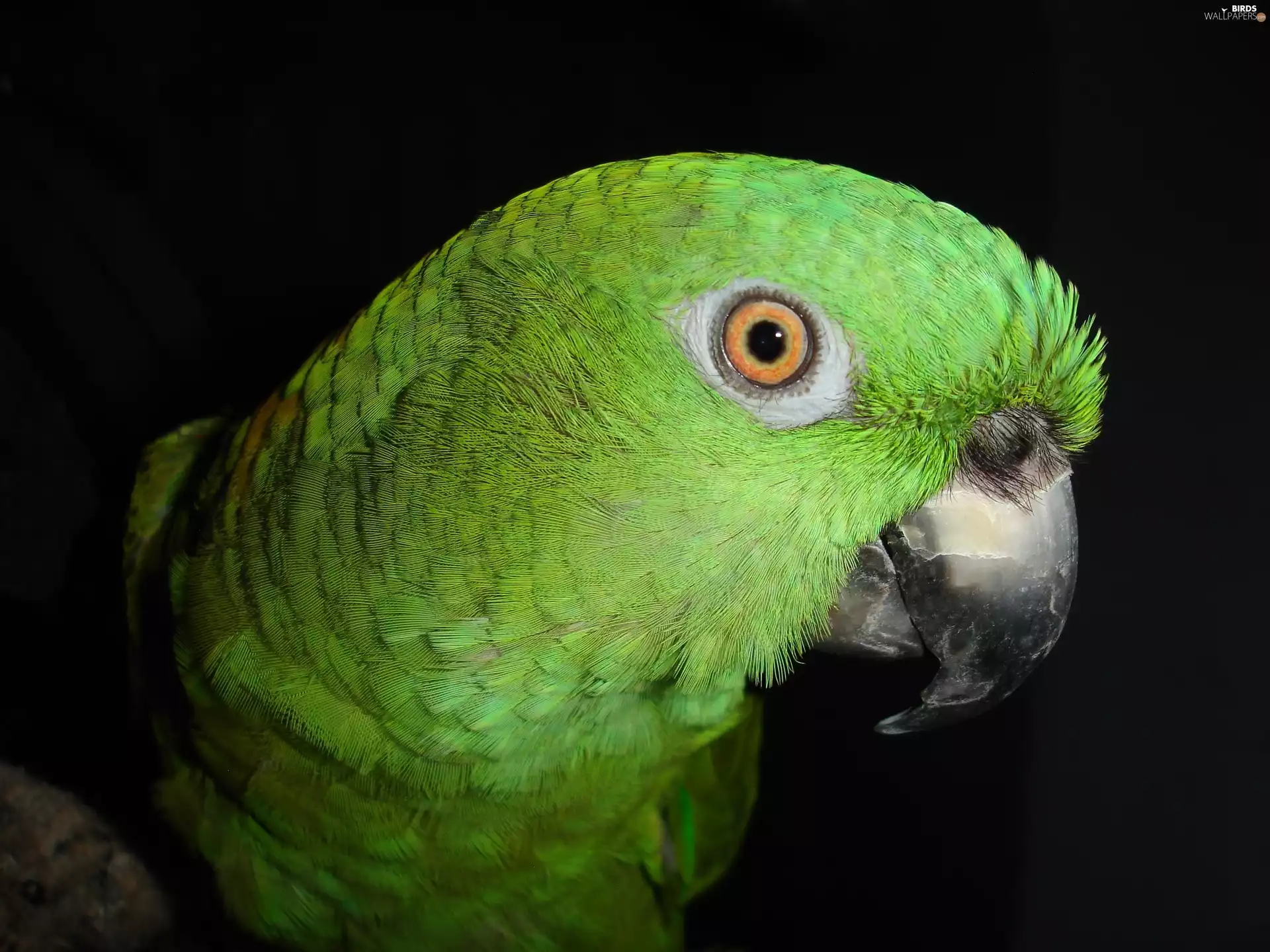 parrot, nose