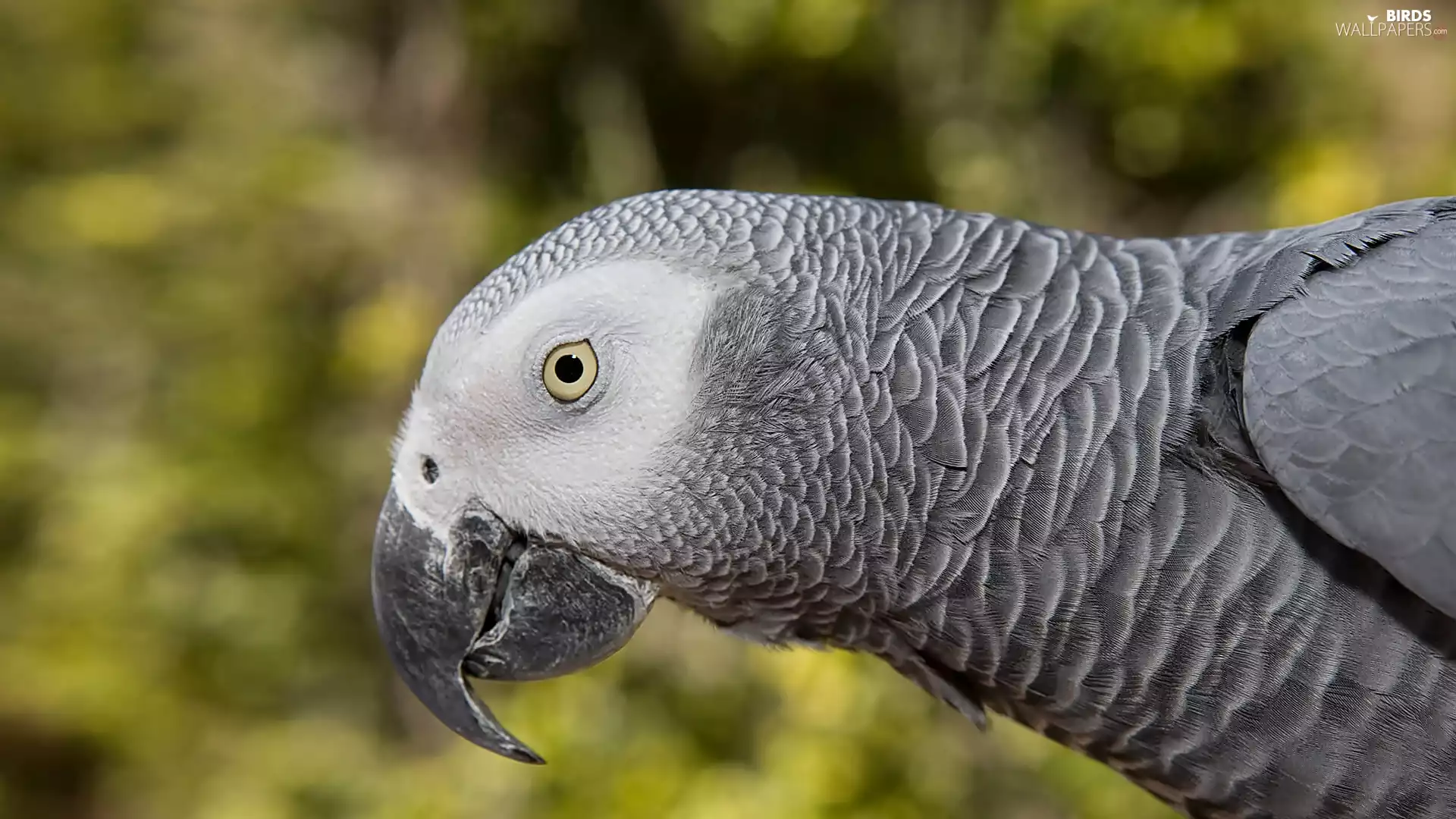 parrot, African Grey Parrot