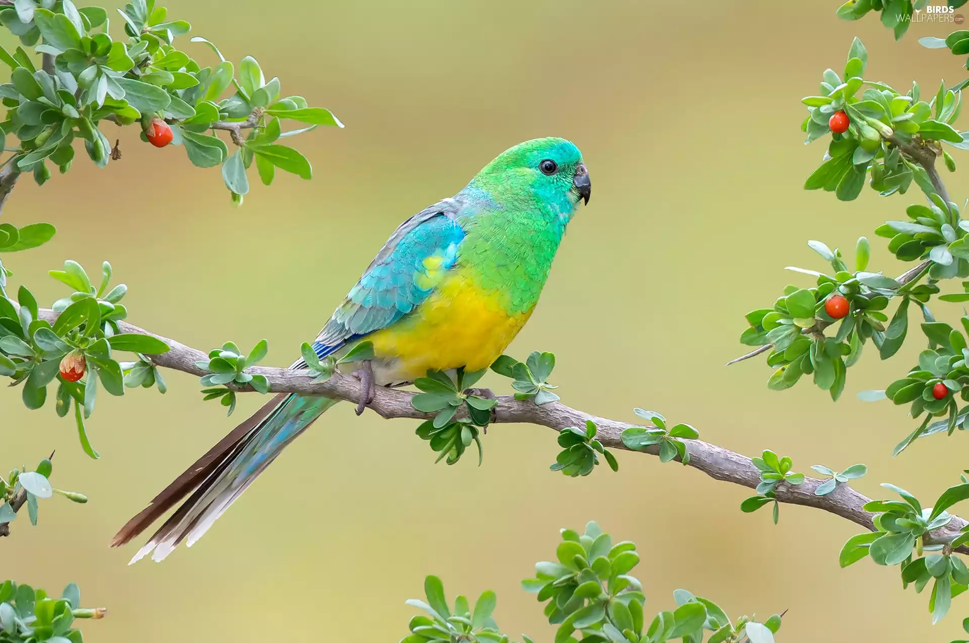 Coloured, Red-rumped Parrot, branch, parrot