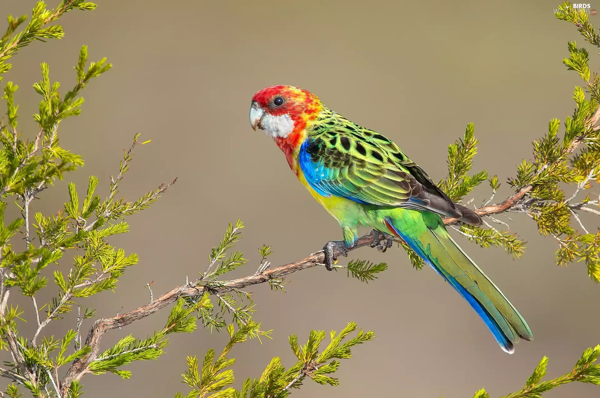 Twigs, parrot, Rosella White-faced