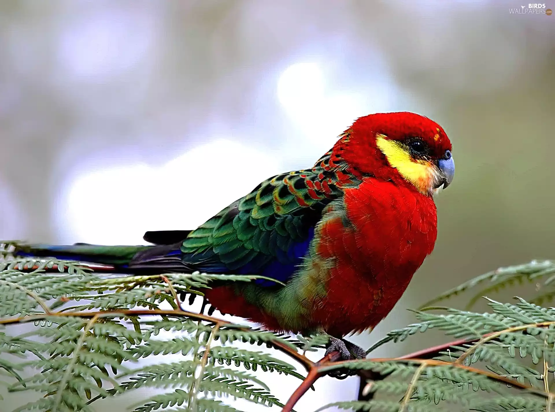 parrot, Rosella