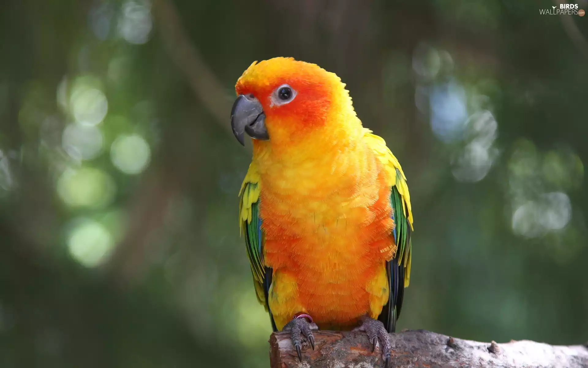 twig, Coloured, little parrot