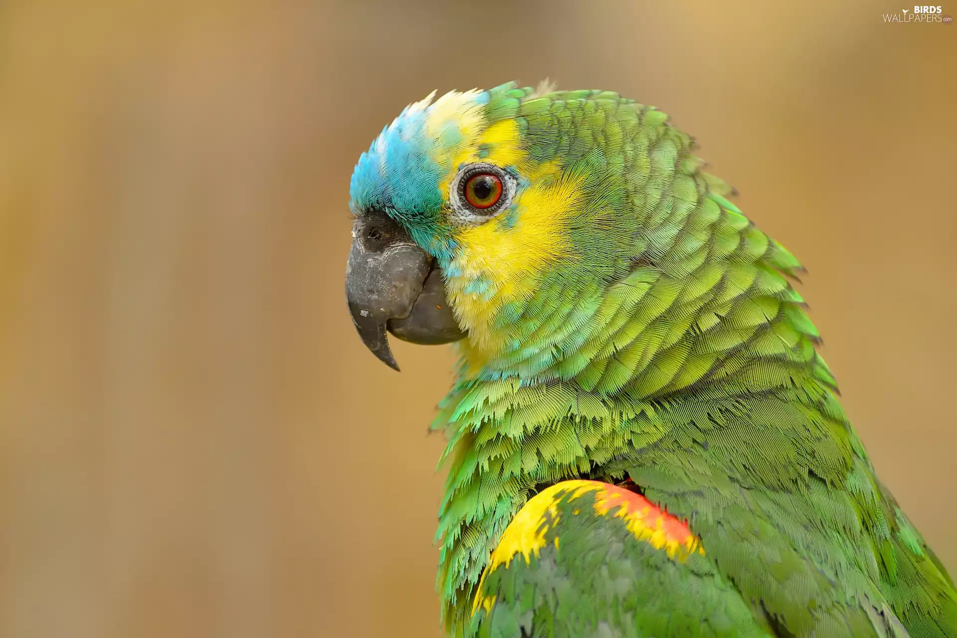 parrot, Wavy