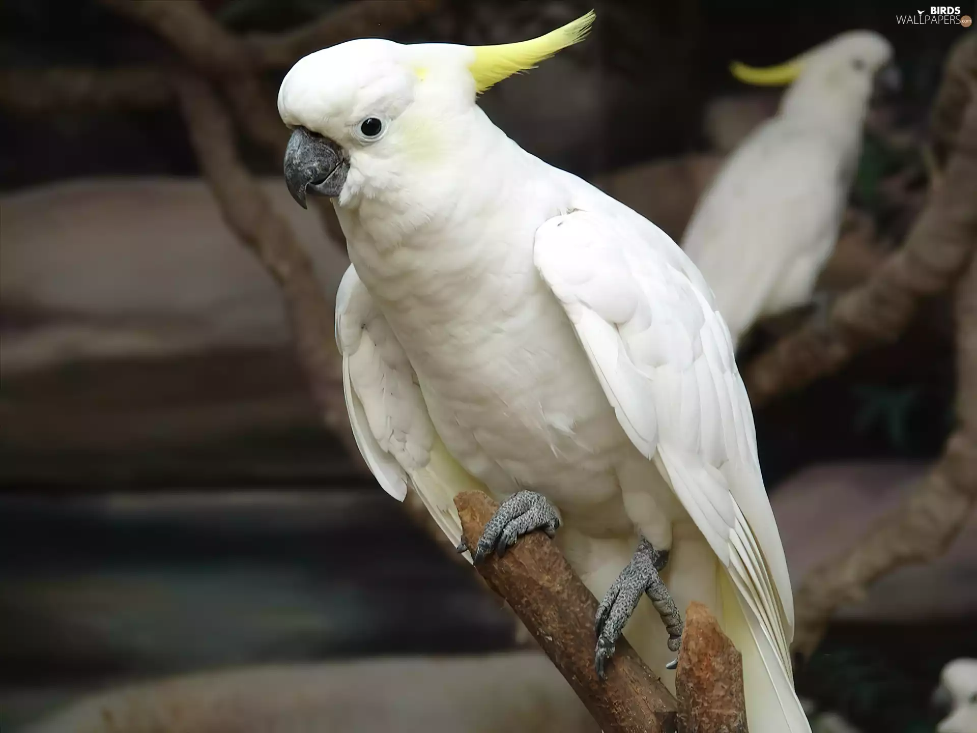 White, an, branch, parrot
