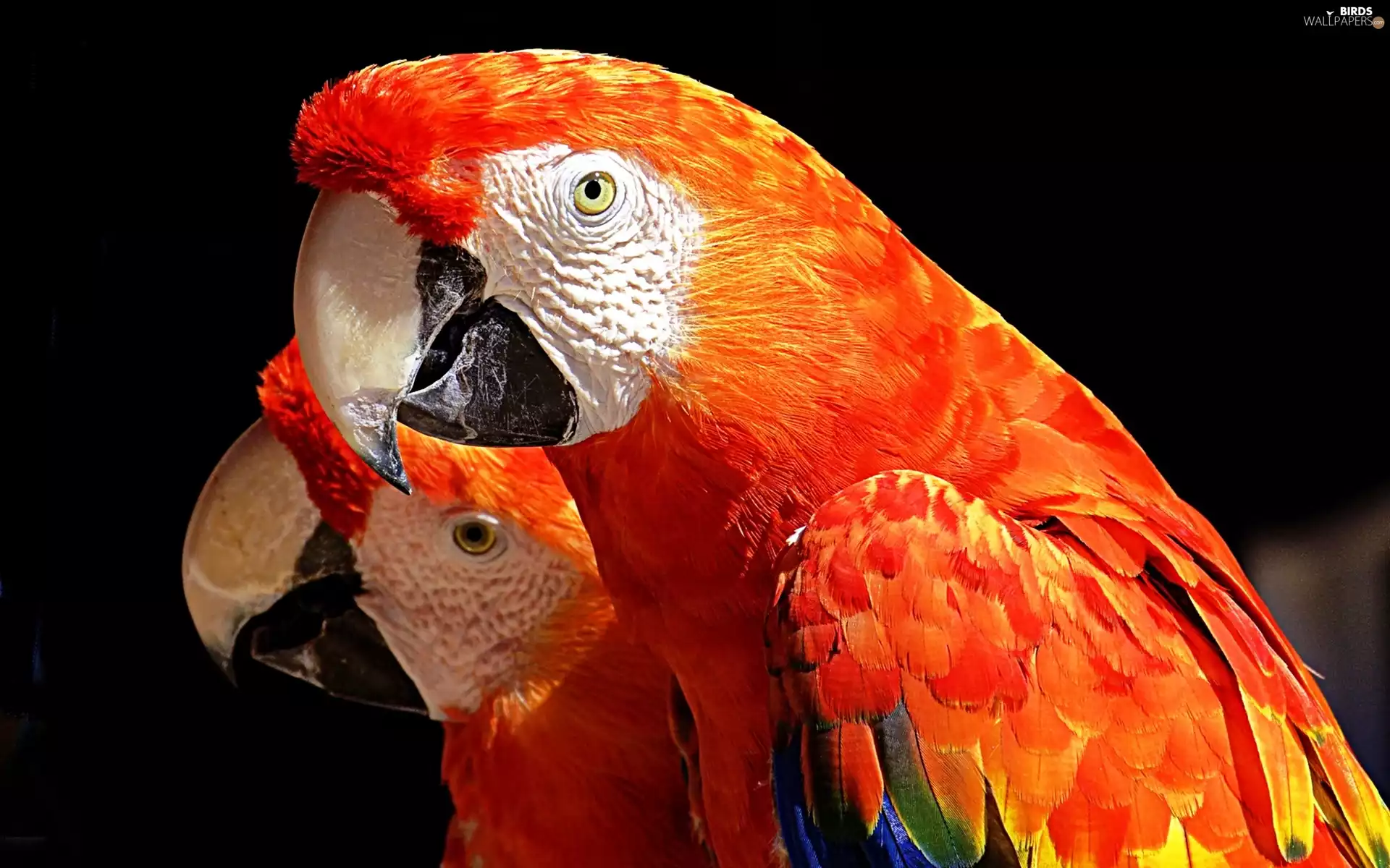 Parrots