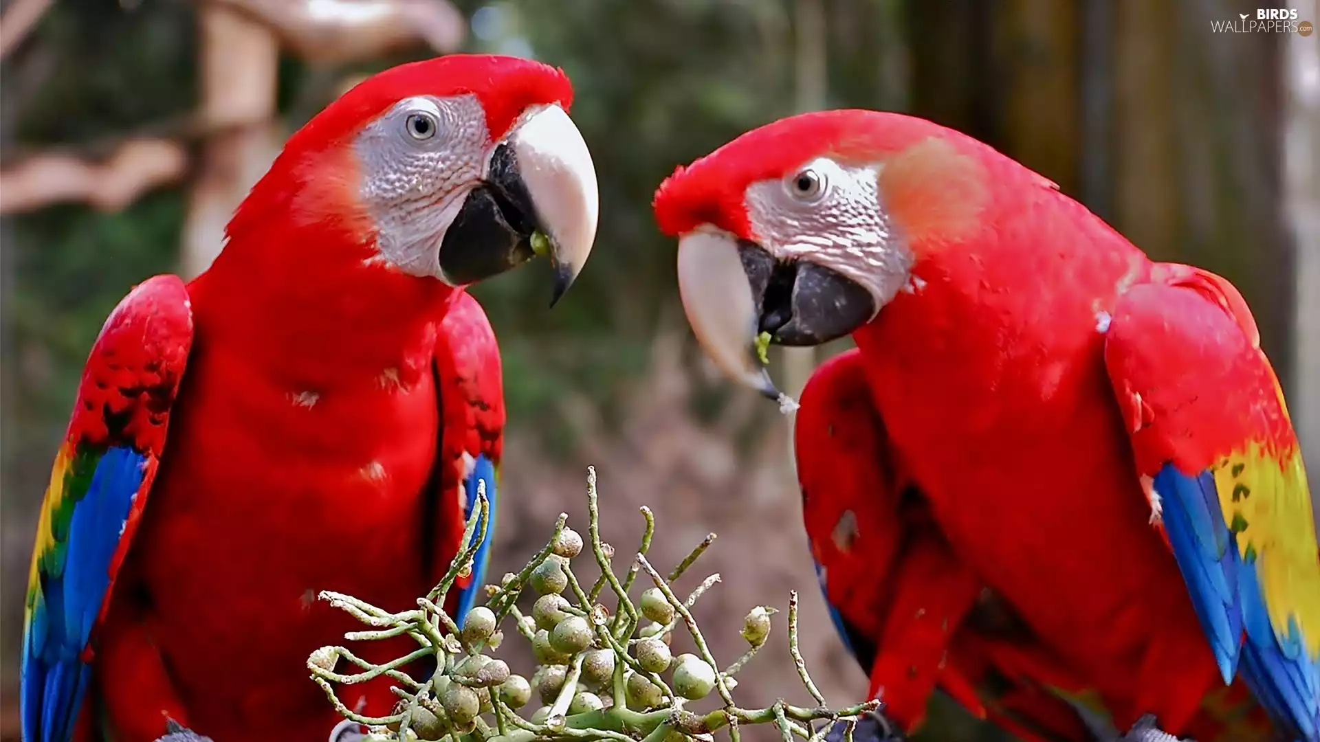 Parrots, Ary