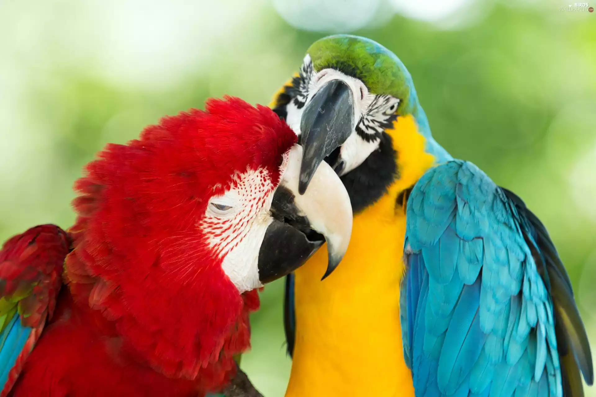 Parrots, Ary