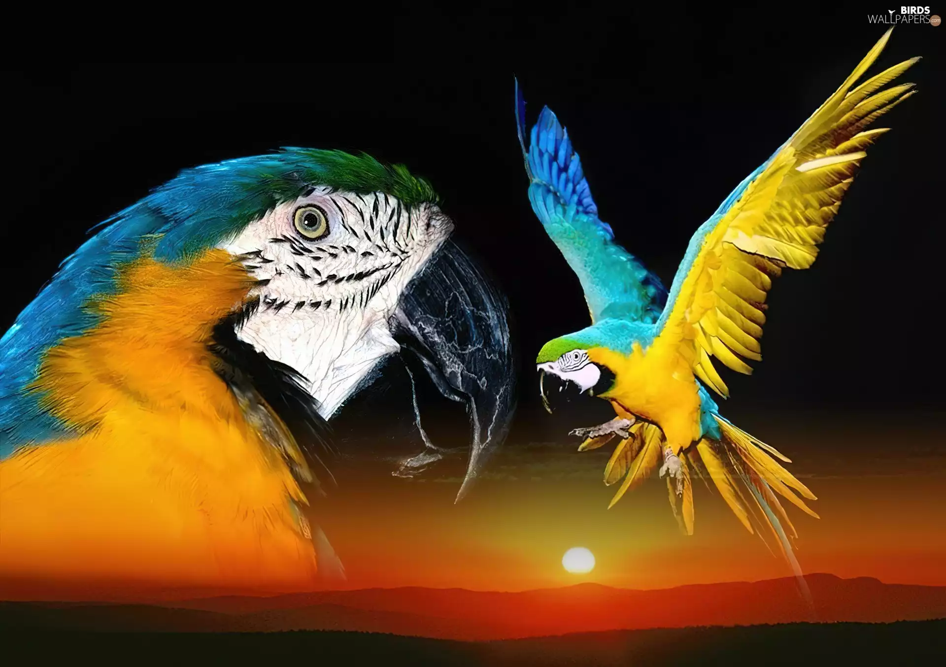 Parrots, Ary