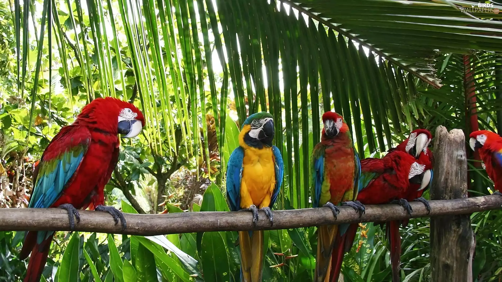 Parrots, Ary