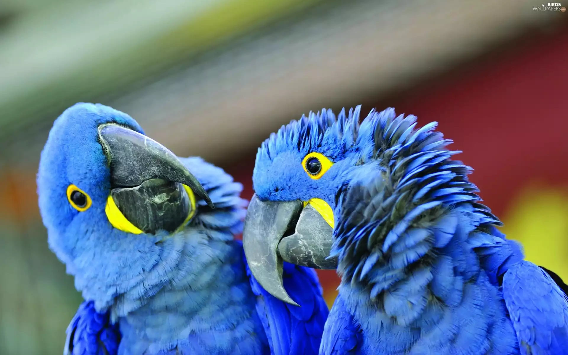 Parrots, Two, Blue