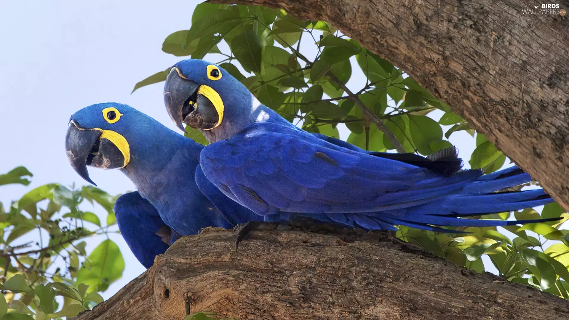 Blue, trees, wings, Parrots
