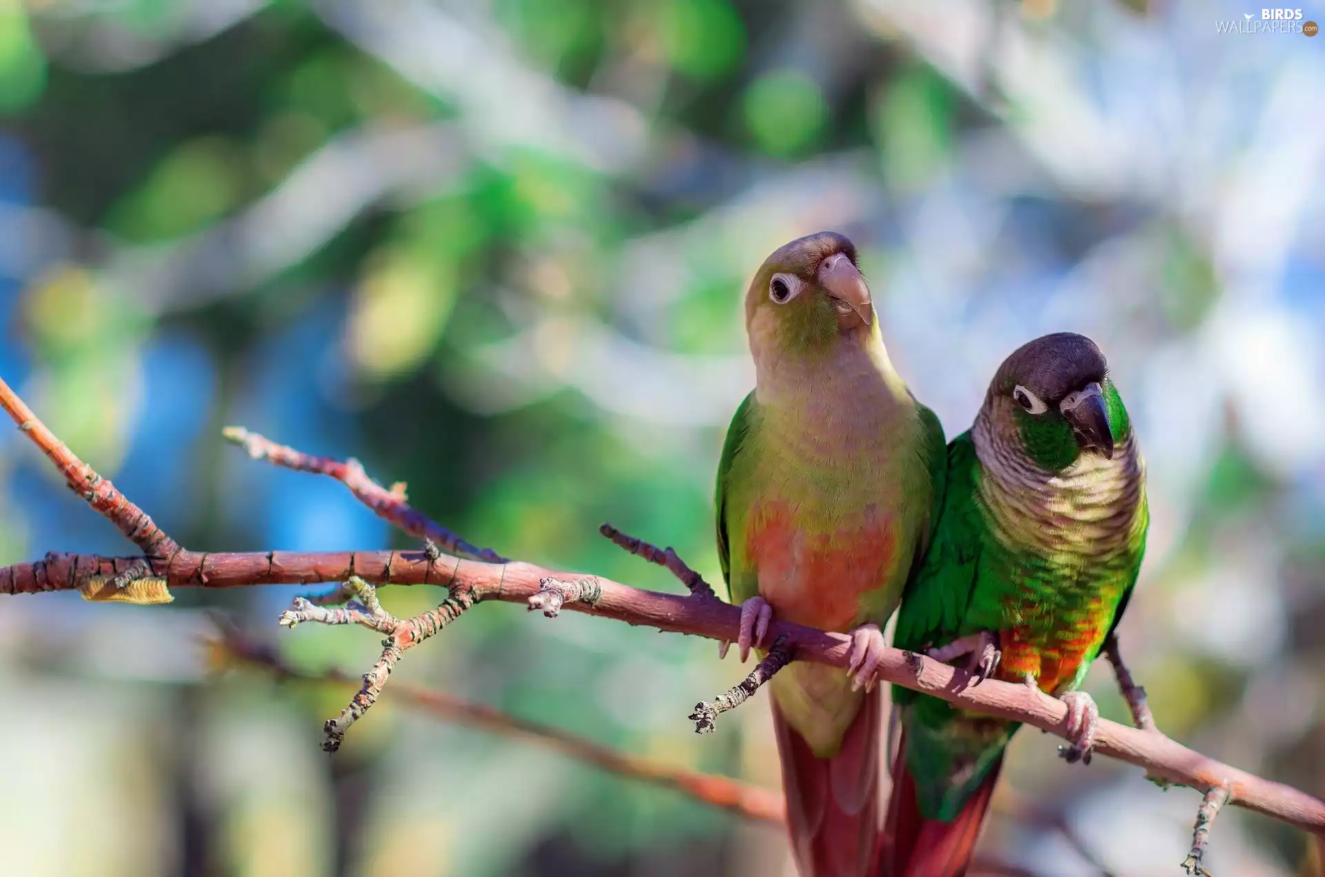 branch, green ones, Parrots
