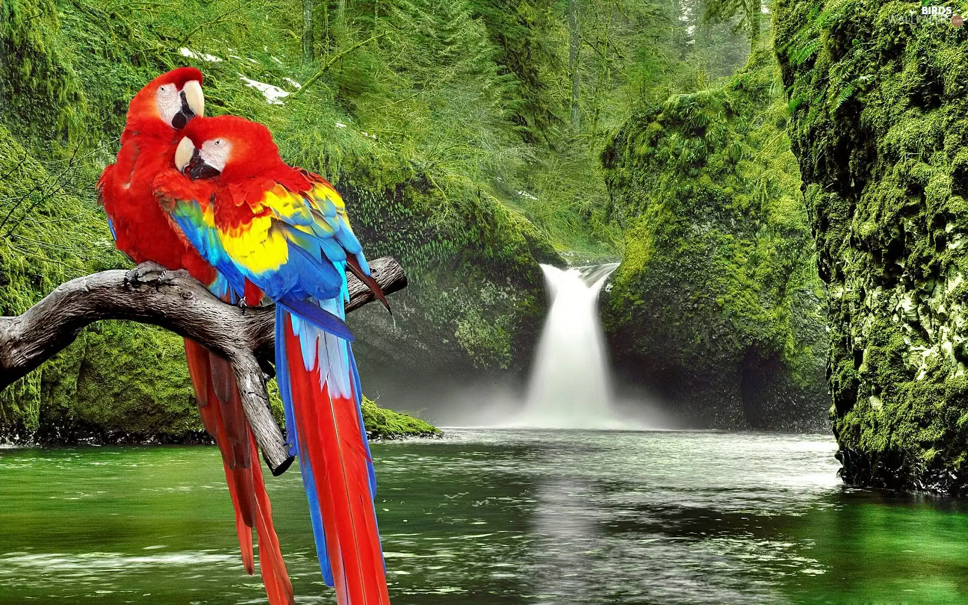 Parrots, waterfall, branch