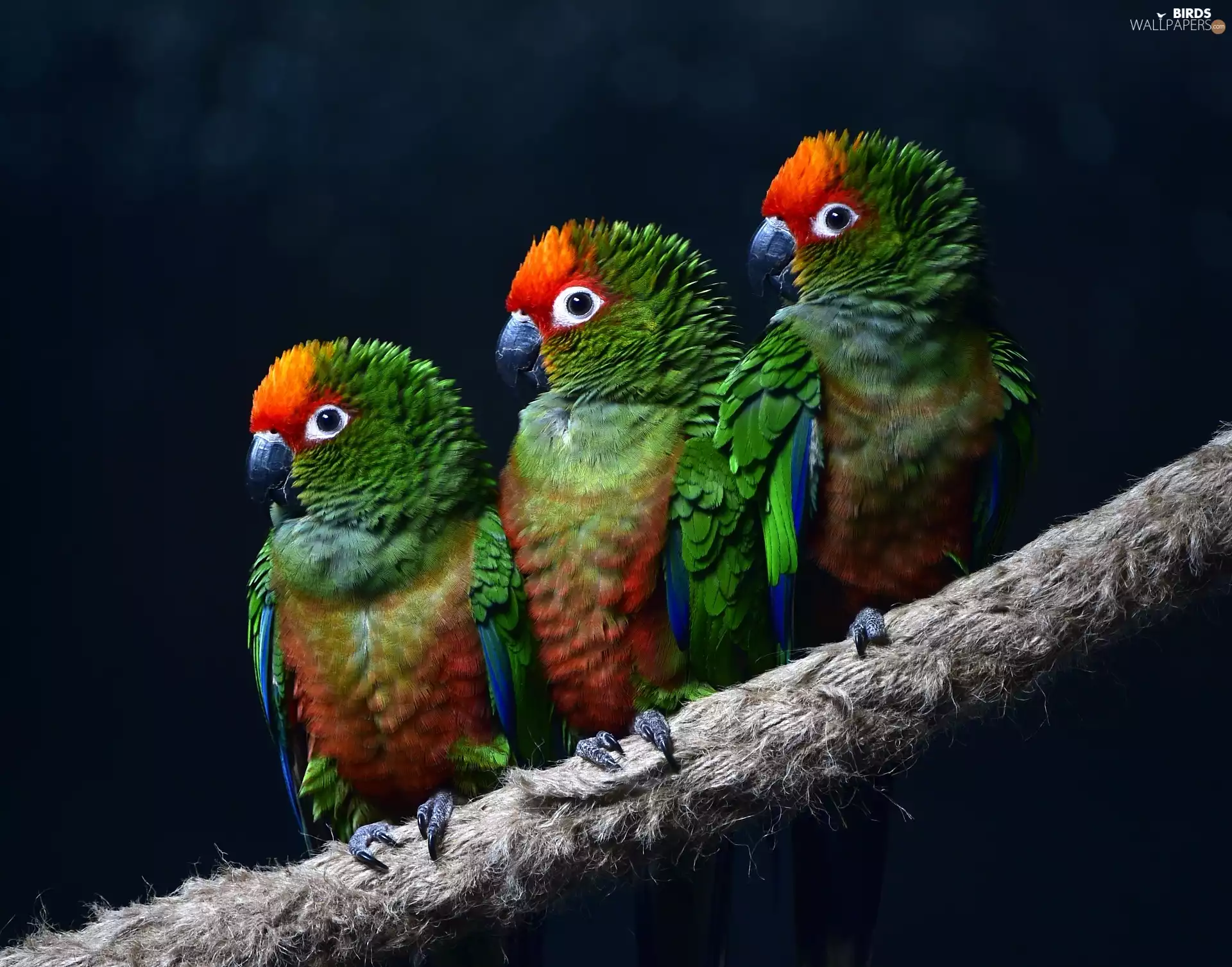 Parrots, branch