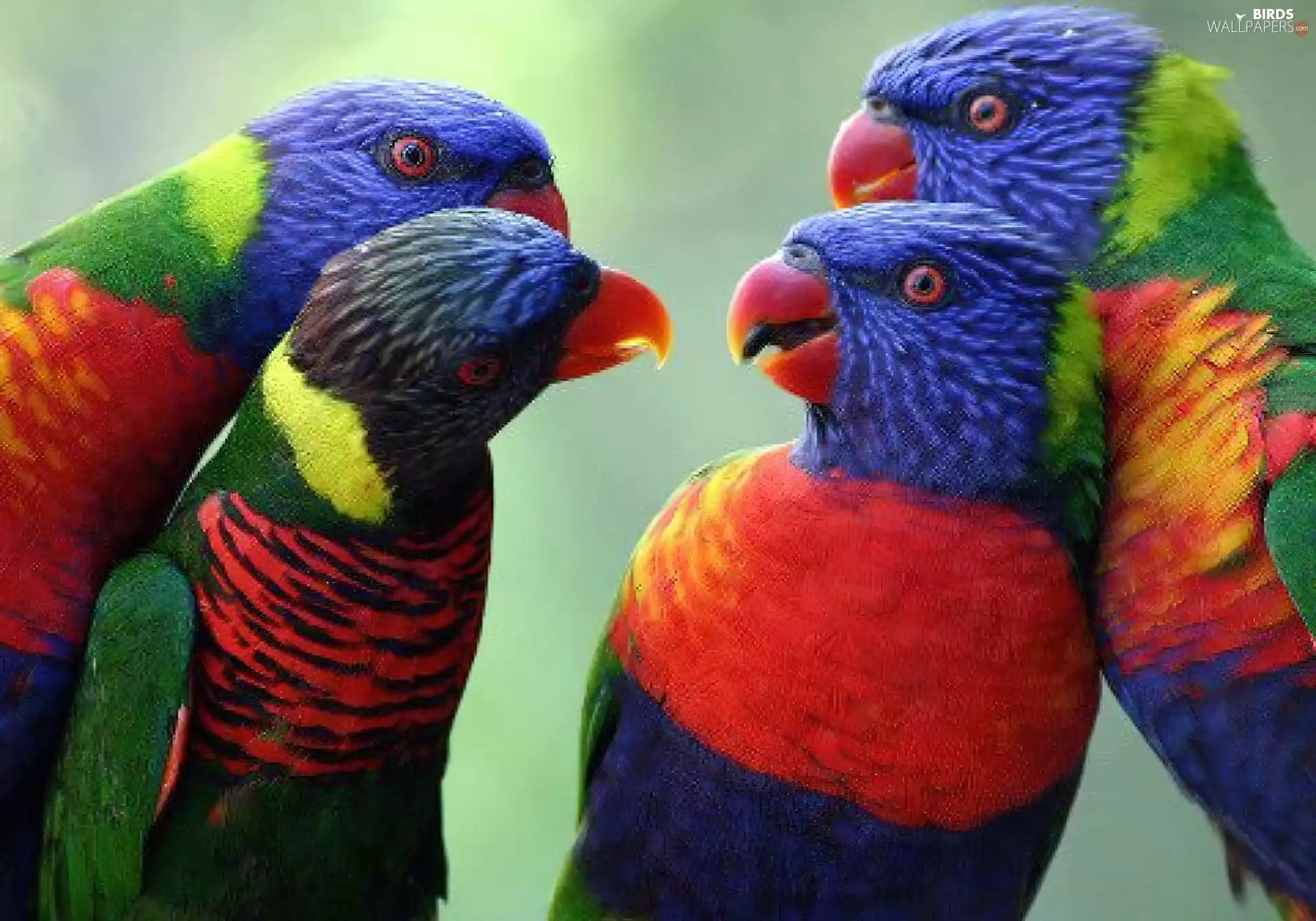 Parrots, four, color