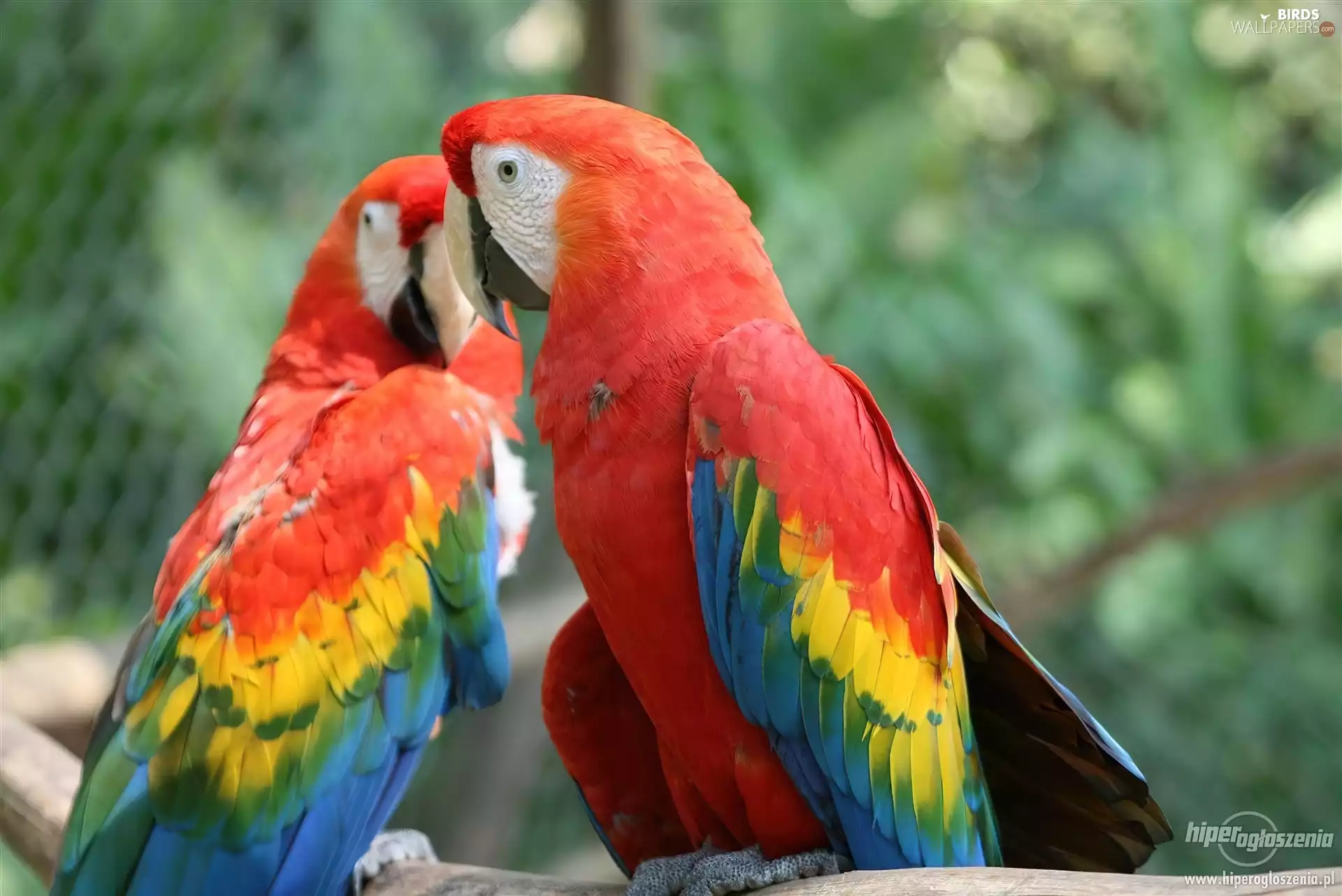 Parrots, Two, color