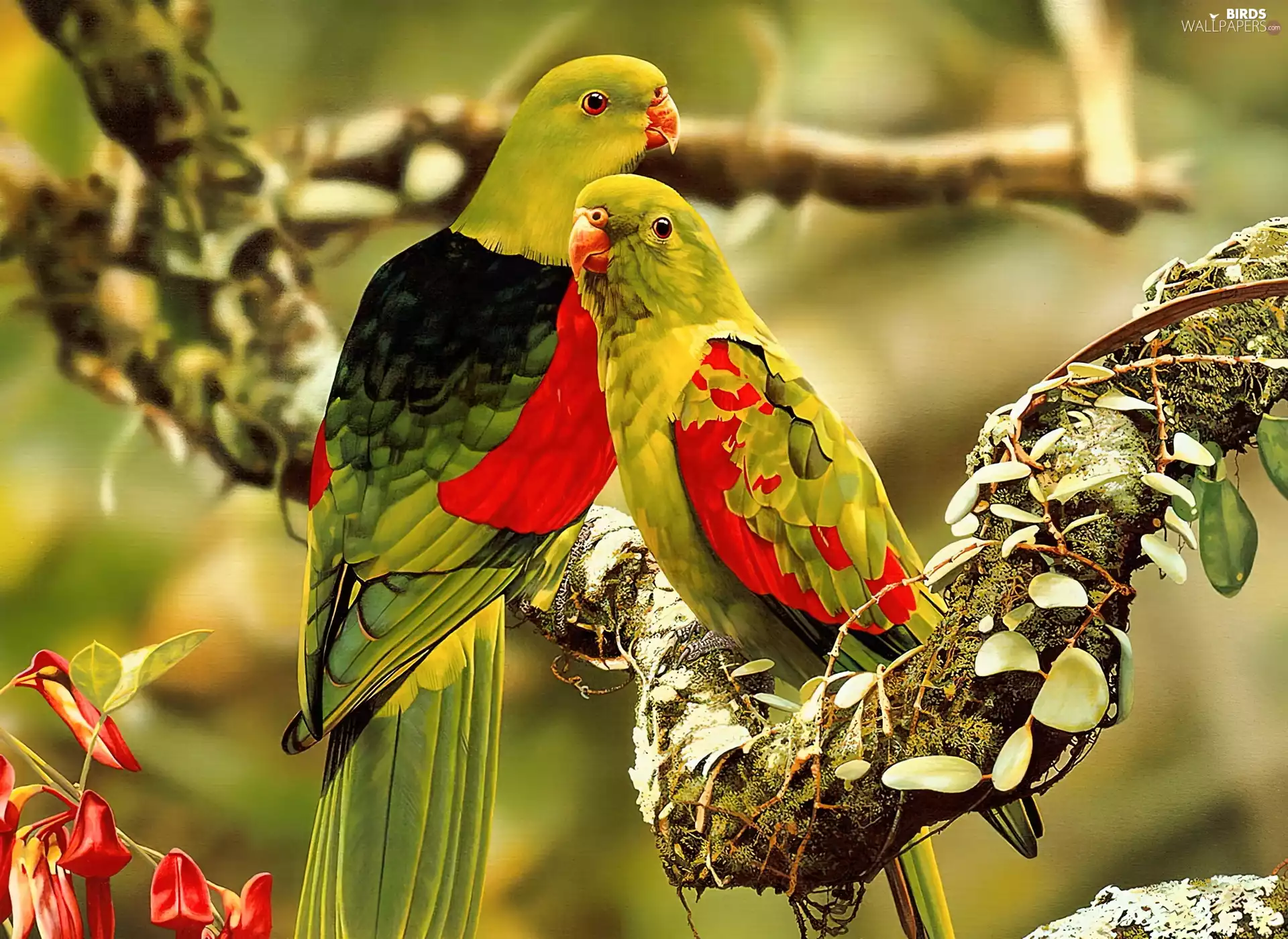 Parrots, Two, color