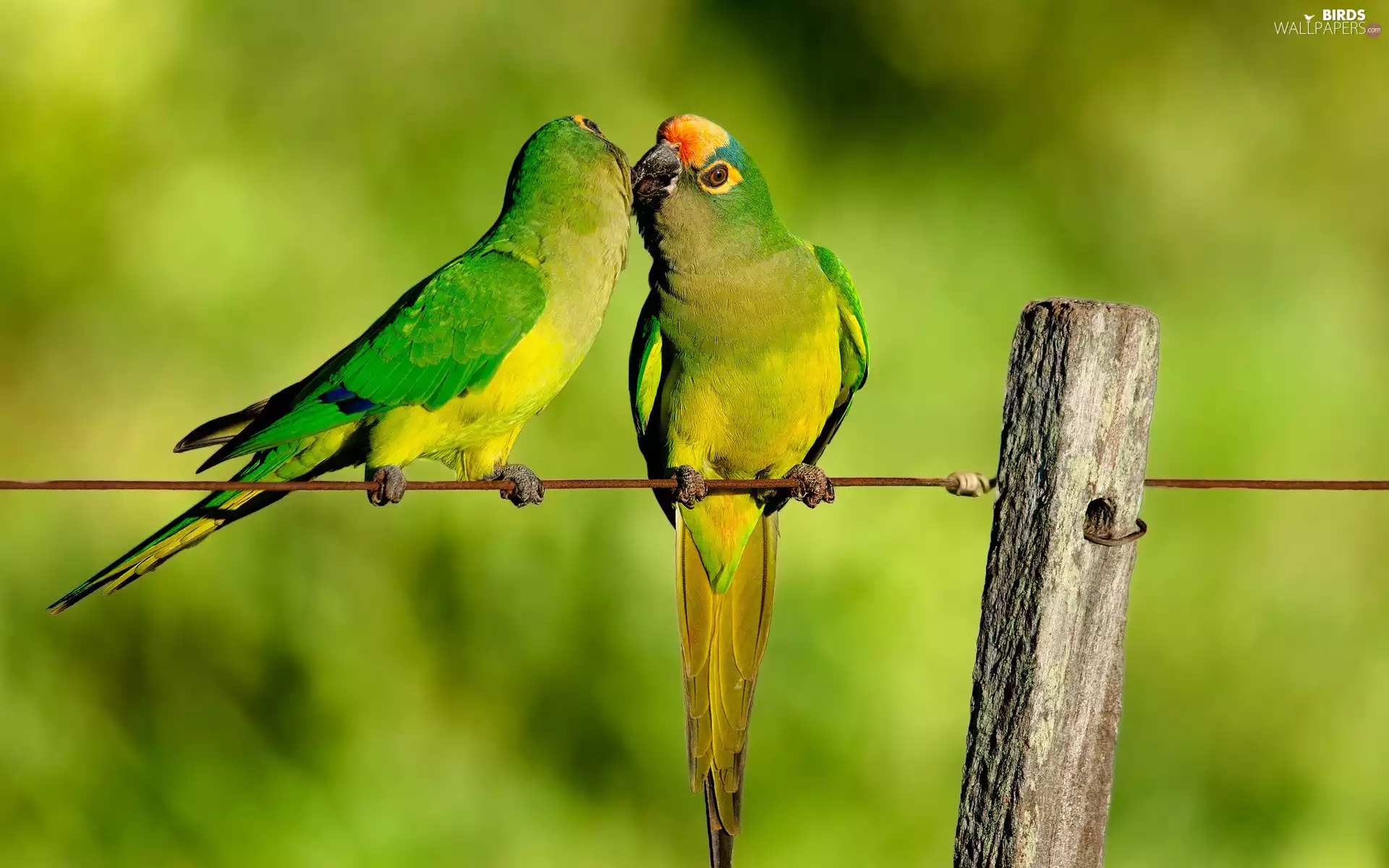 Two, Parrots, Conures, green ones