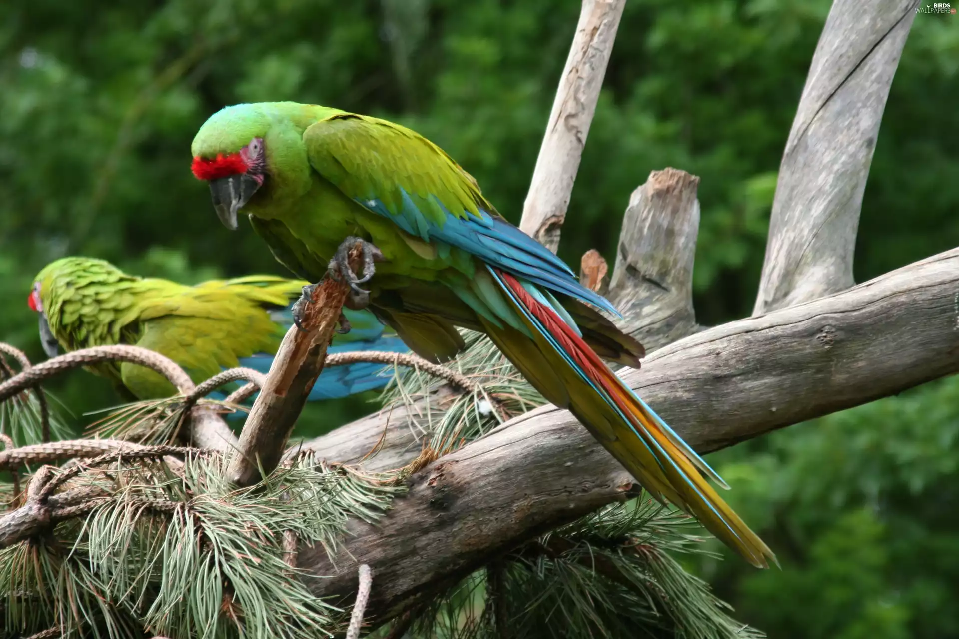 Parrots, Modrolotki czerwonoczelne