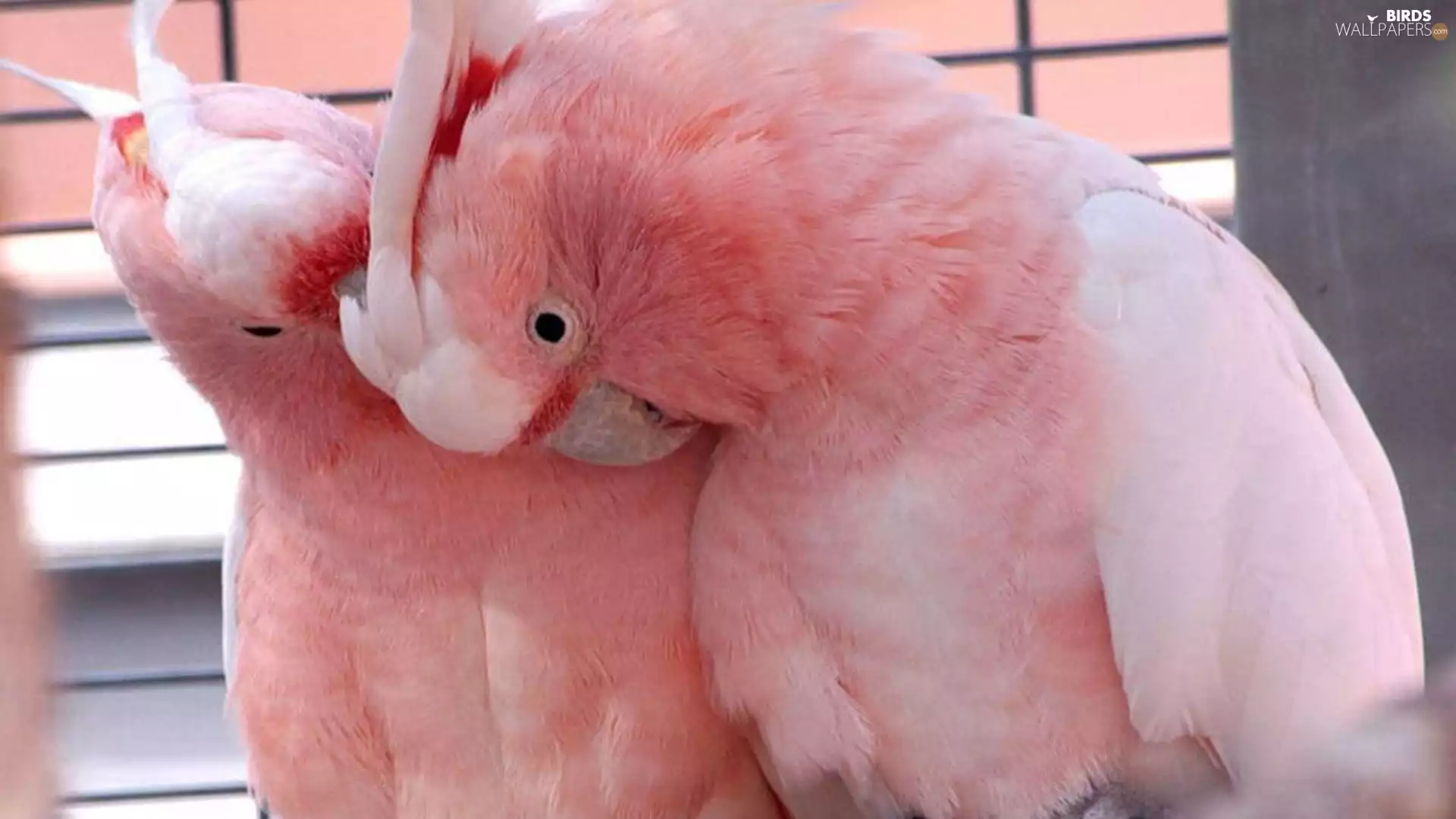 Parrots, Two, Delightful