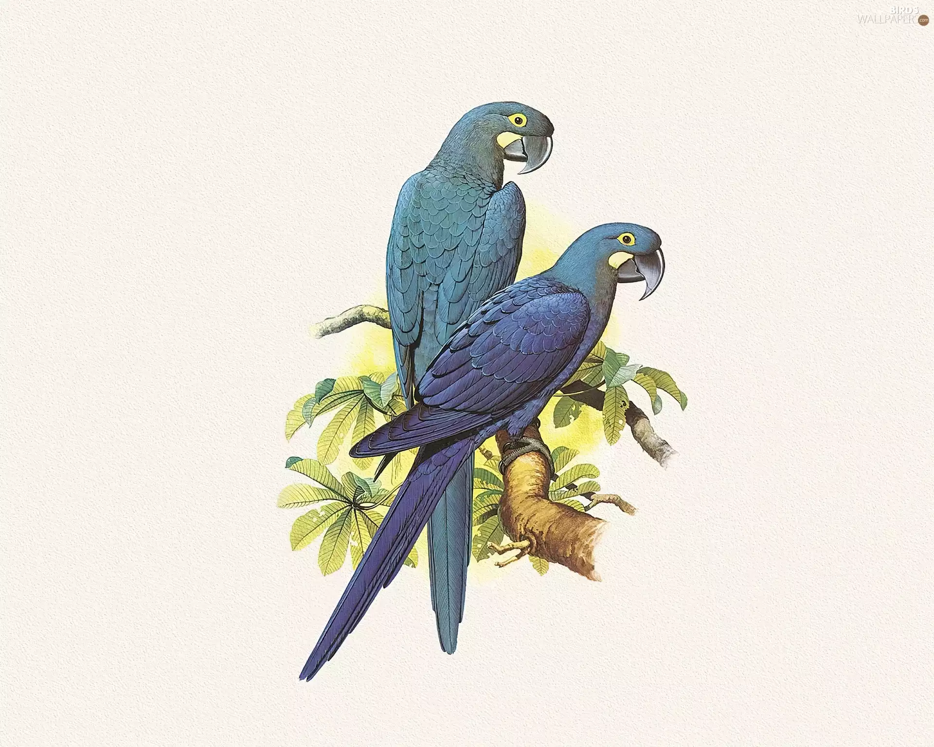Edward Lear, Blue, Parrots