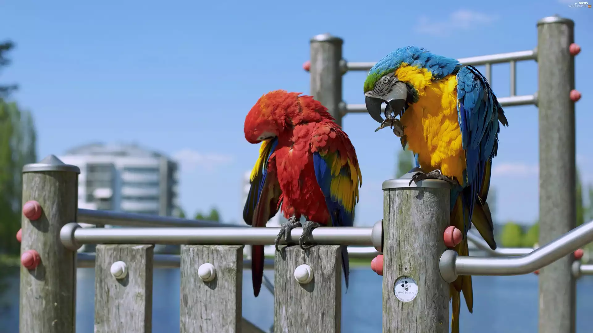Parrots, fence