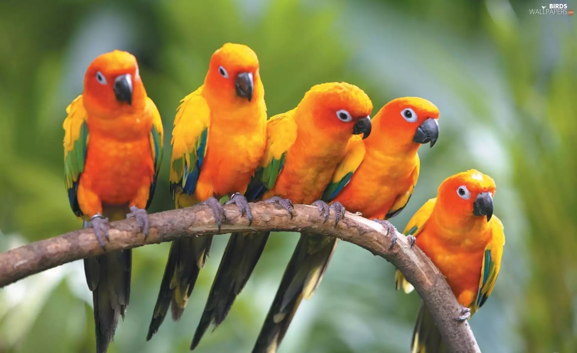 five, Conures, twig, parrots