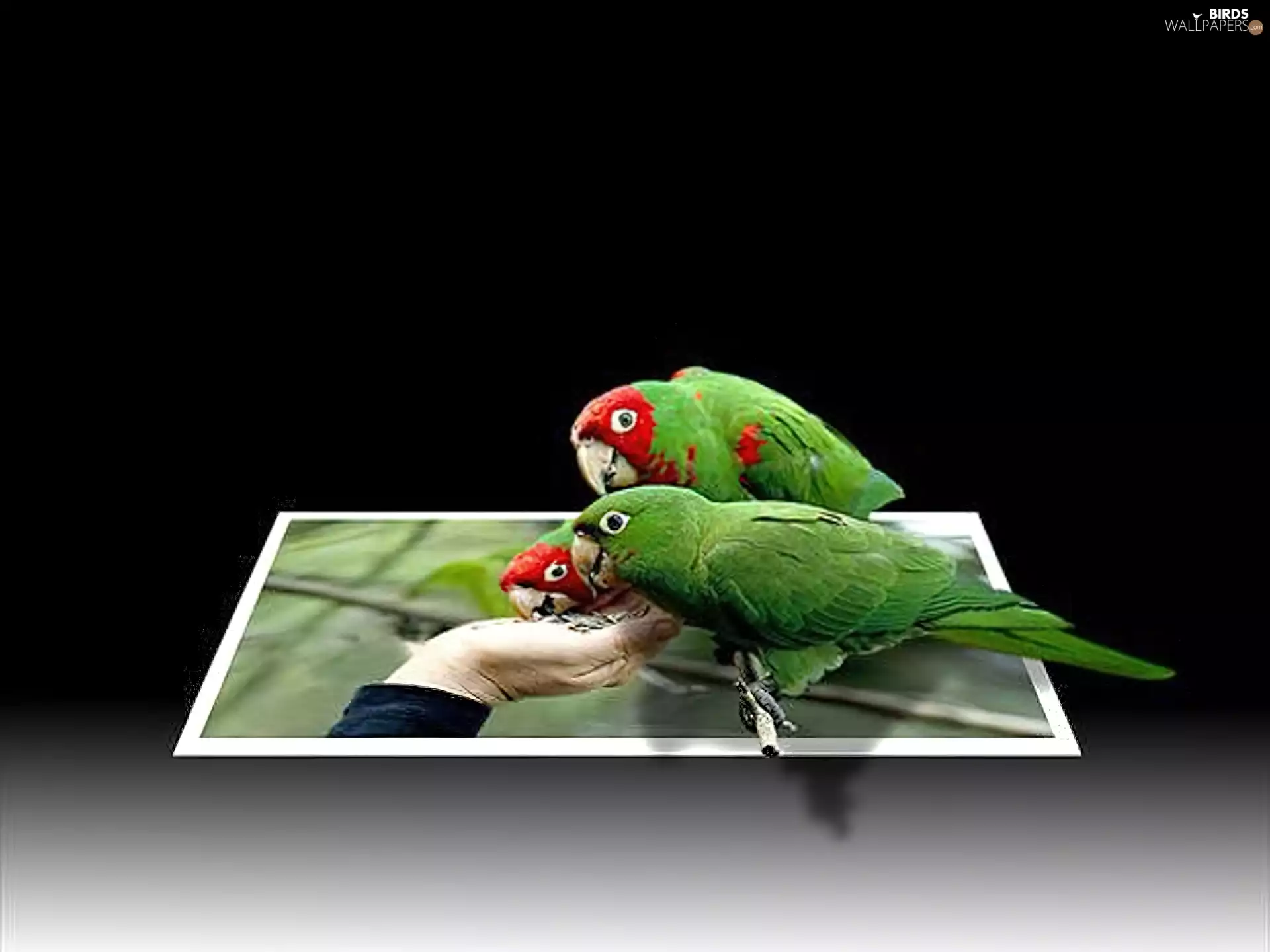 four, hand, 4d, Parrots