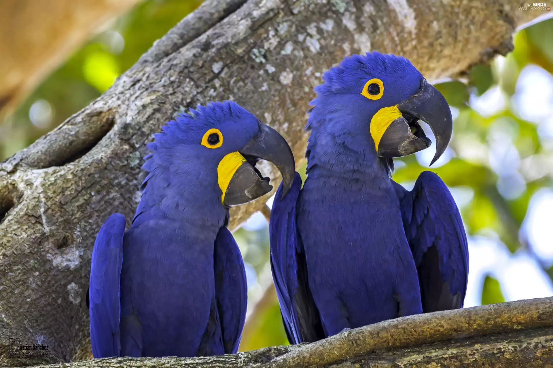 Hyacinth Macaw, Two, Parrots