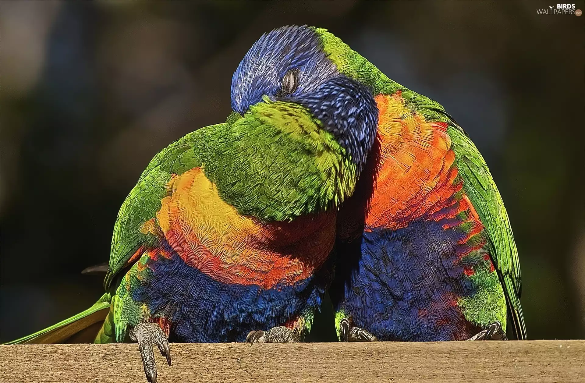 Parrots, Kiss