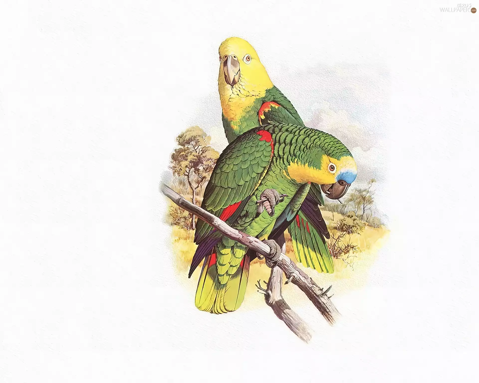 head, Edward Lear, Parrots, Yellow, green ones