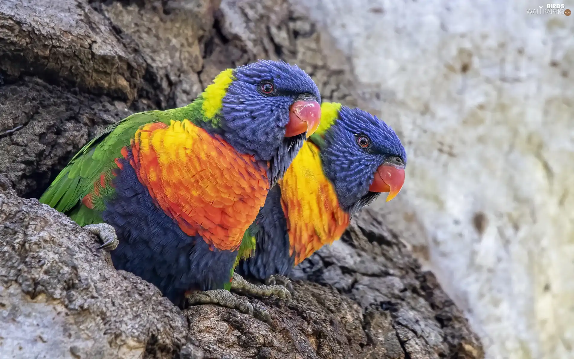 lorikeets Mountain, Two, Parrots