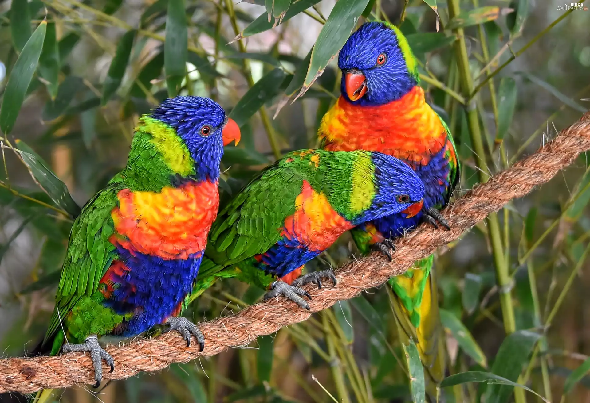 Parrots, Lorikeets